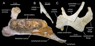 บลาซิซอรัส (Blasisaurus)