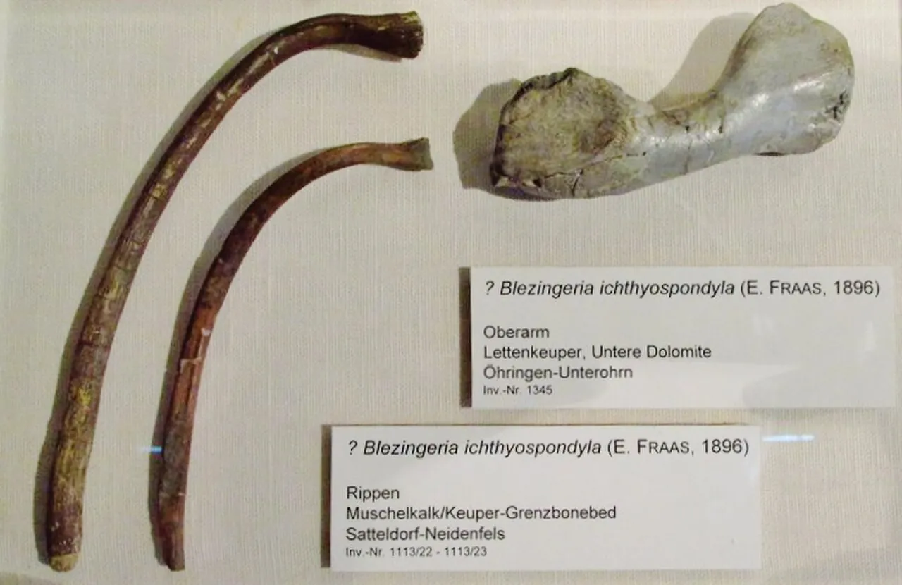 เบลซิงเจอเรีย (Blezingeria)