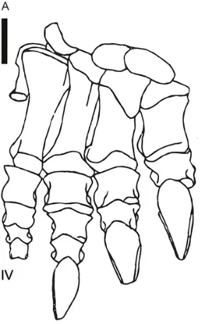 บลิคานาซอรัส (Blikanasaurus)