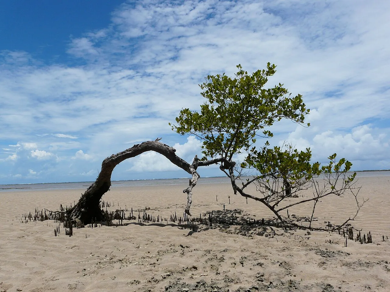 บอยเปบา (Boipeba)