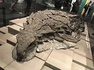 โบเรียโลเพลตา (Borealopelta)