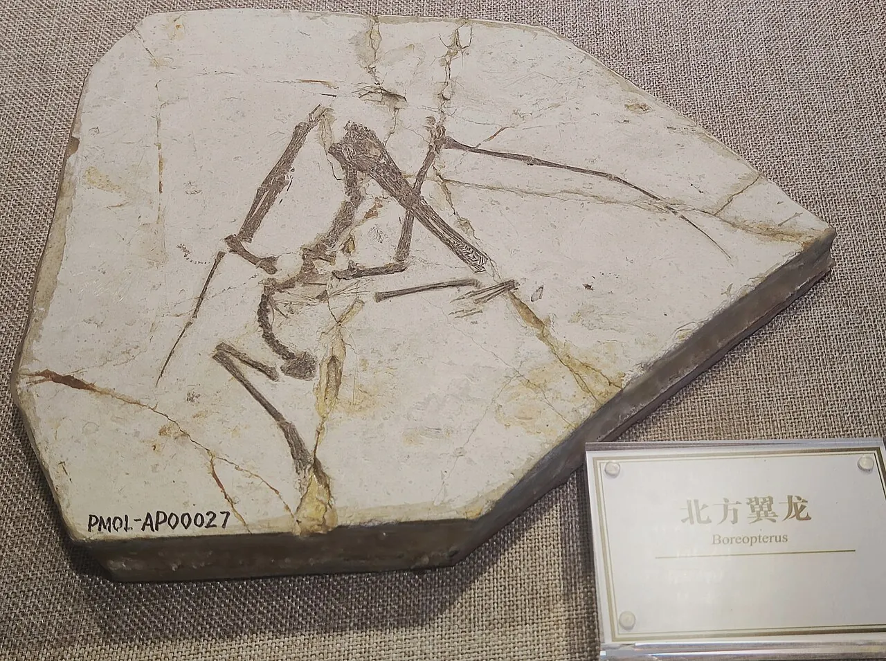 โบรีออปเทอรัส (Boreopterus)