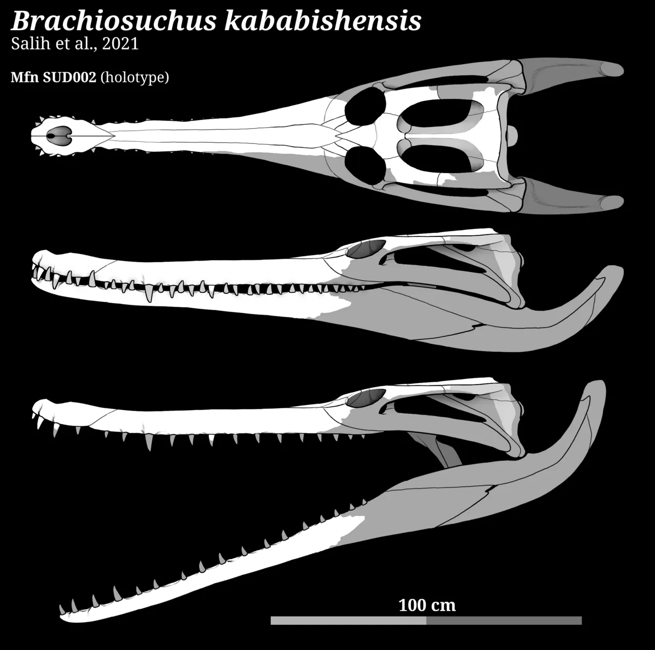 บราคิโอซูคัส (Brachiosuchus)