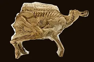 แบรคีโลโฟซอรัส (Brachylophosaurus)