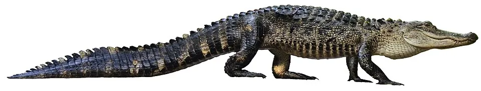 แบรคีอูราโนแคมป์ซา (Brachyuranochampsa)