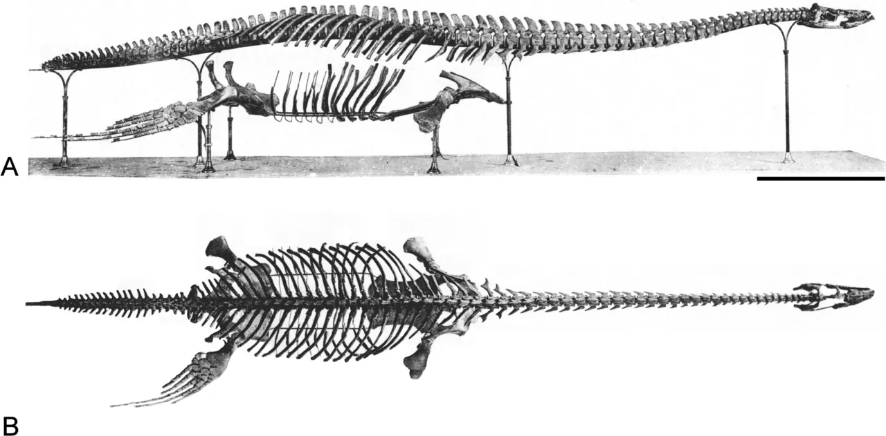 บรังคาซอรัส (Brancasaurus)