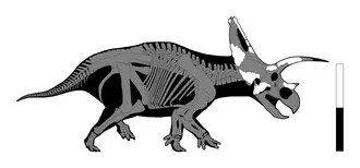 บราโวเซอราทอปส์ (Bravoceratops)