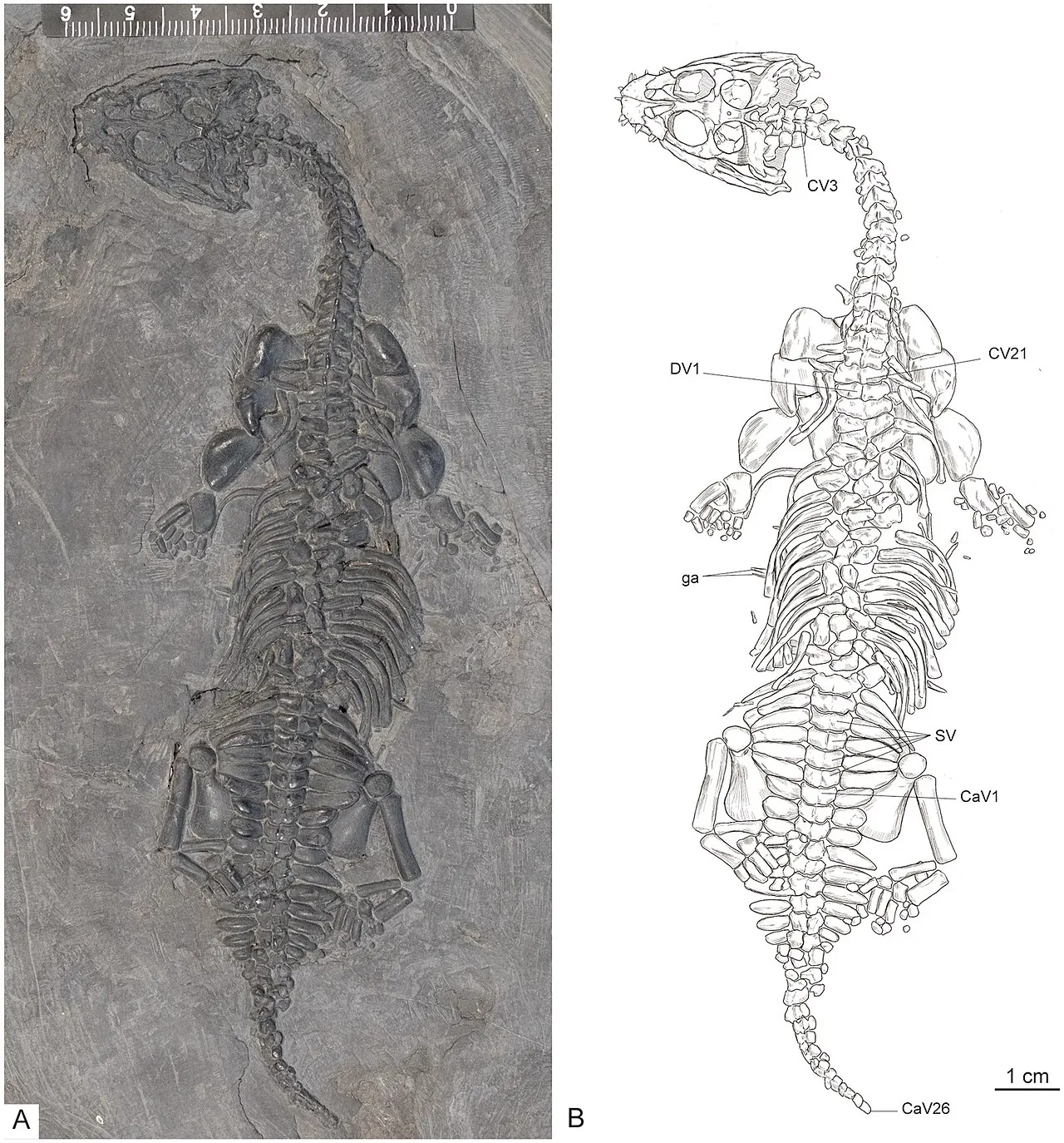 เบรวิคอดอซอรัส (Brevicaudosaurus)