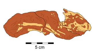 เบรวิซีแรทอปส์ (Breviceratops)
