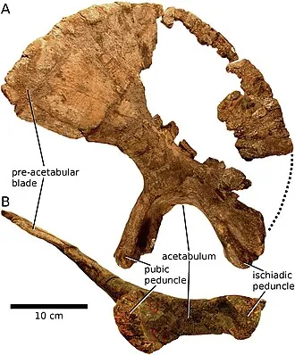 บรอนโตเมอรัส (Brontomerus)