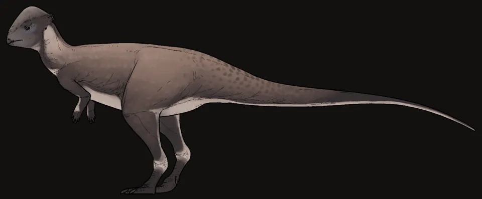 บรอนโททอลุส (Brontotholus)