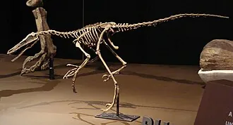 บูอิตเรแรปเตอร์ (Buitreraptor)