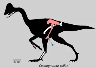 แคเอนักนาทัส (Caenagnathus)