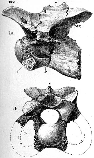 คาลาโมซอรัส (Calamosaurus)
