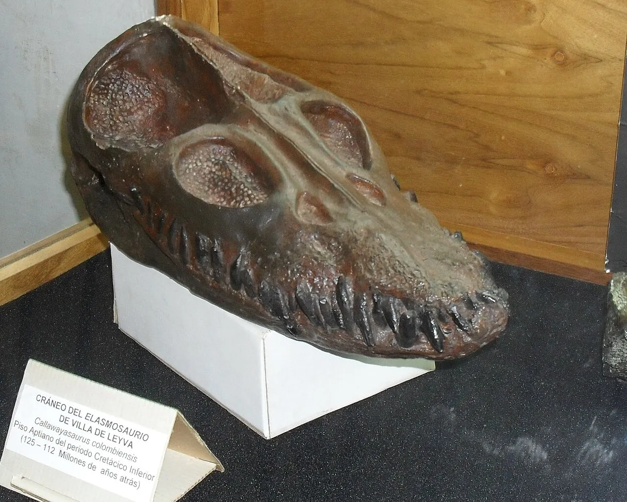 คัลลาเวย์ซอรัส (Callawayasaurus)
