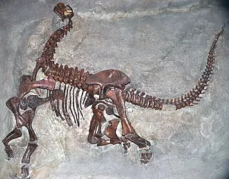 คามาราซอรัส (Camarasaurus)