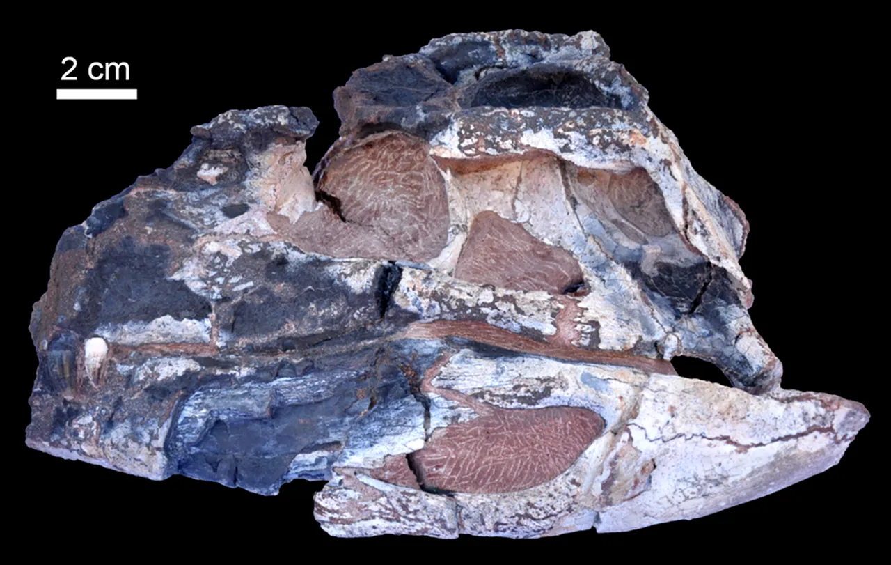 คัมปินาซูคัส (Campinasuchus)