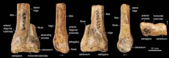 แคมโพซอรัส (Camposaurus)