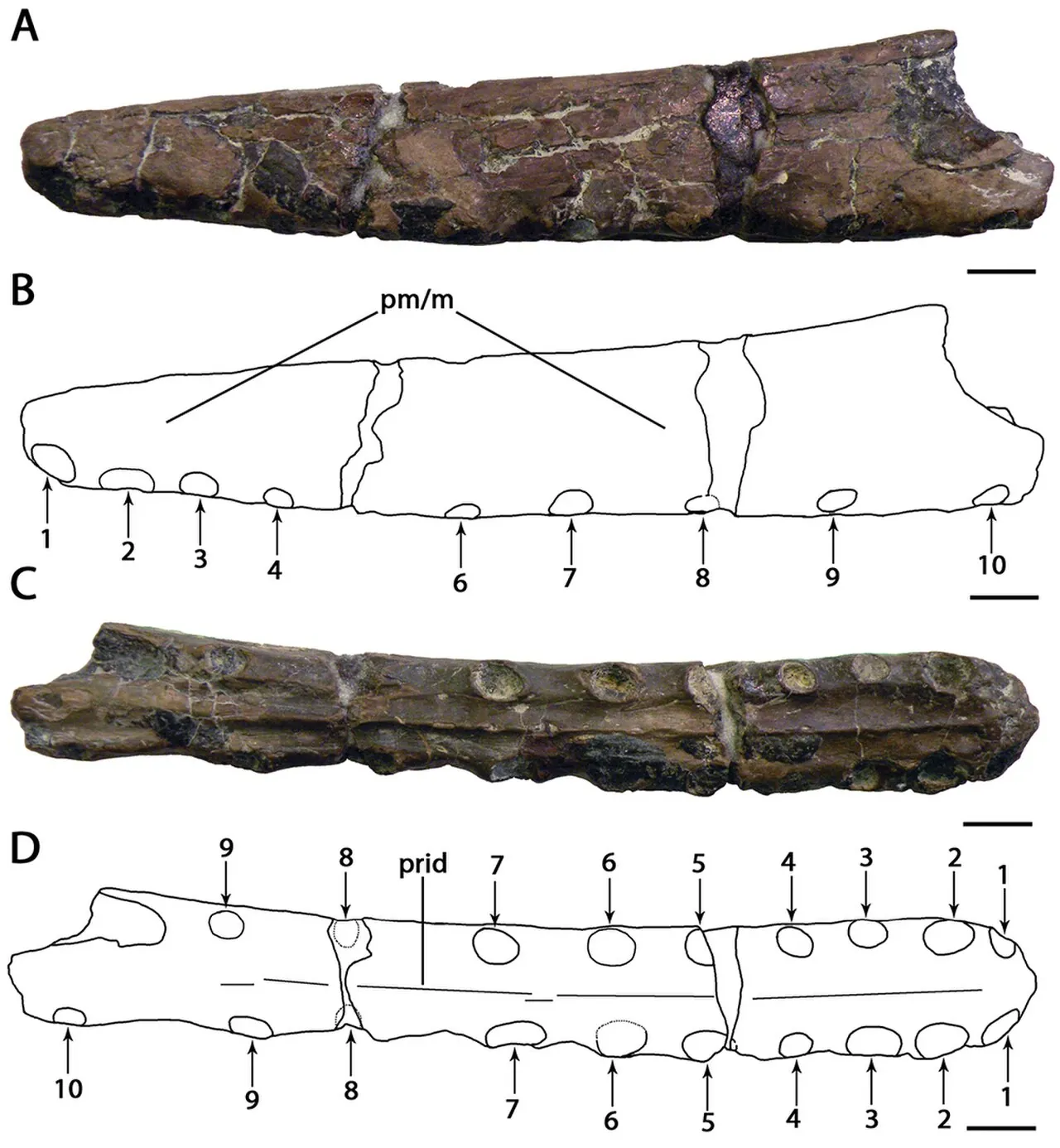 แคมโพซิปเทอรัส (Camposipterus)