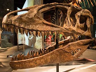 คาร์คาโรดอนโทซอรัส (Carcharodontosaurus)