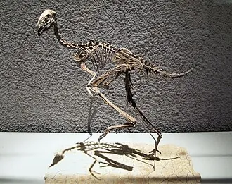 เคาดิปเทอริกซ์ (Caudipteryx)