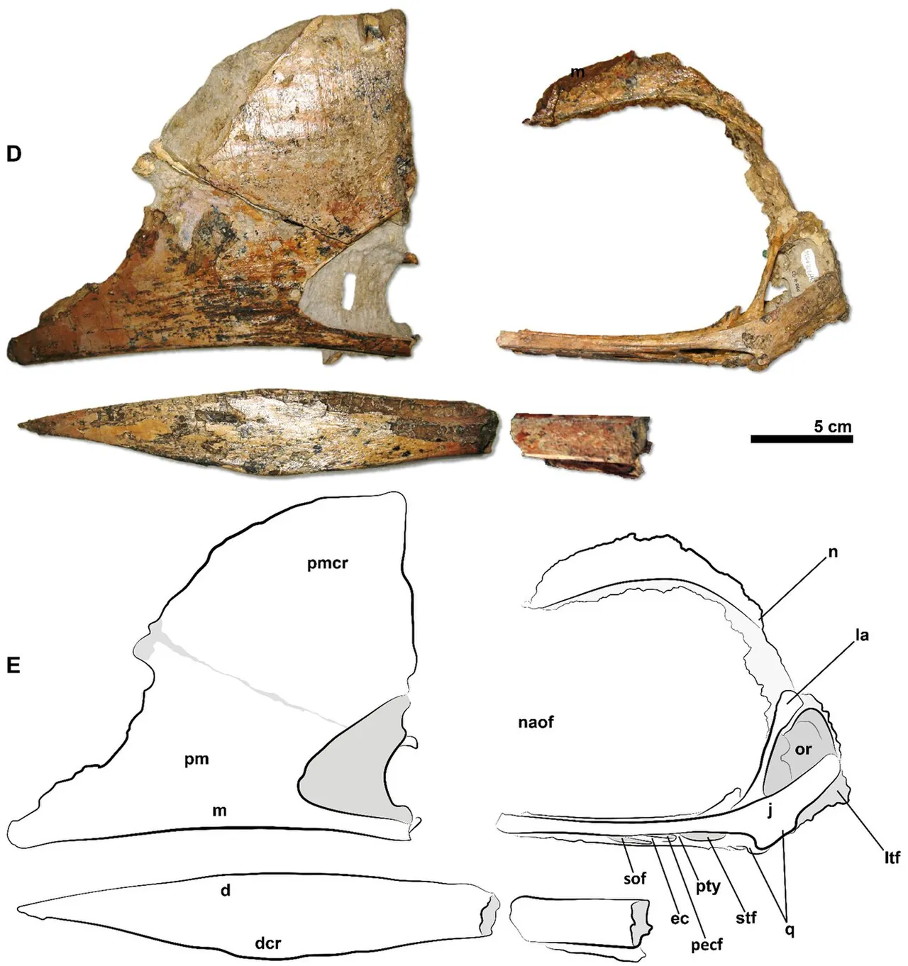 เคาเพแด็กทิลัส (Caupedactylus)