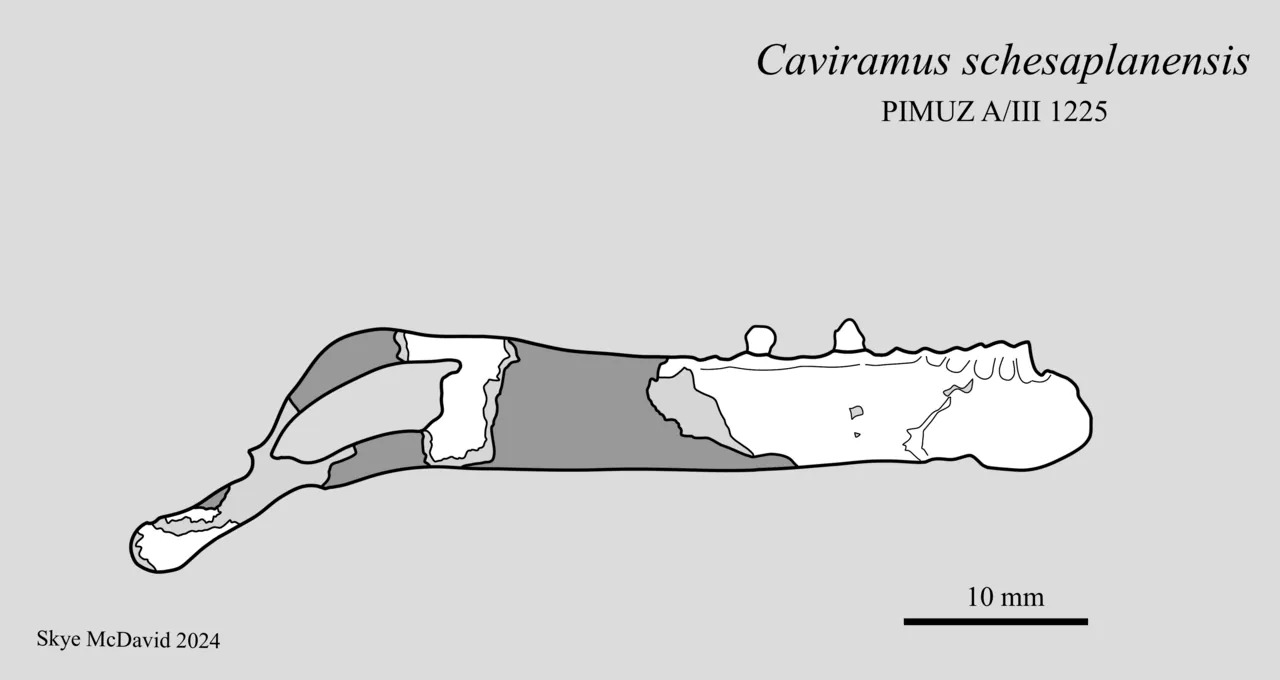 คาวิรามัส (Caviramus)
