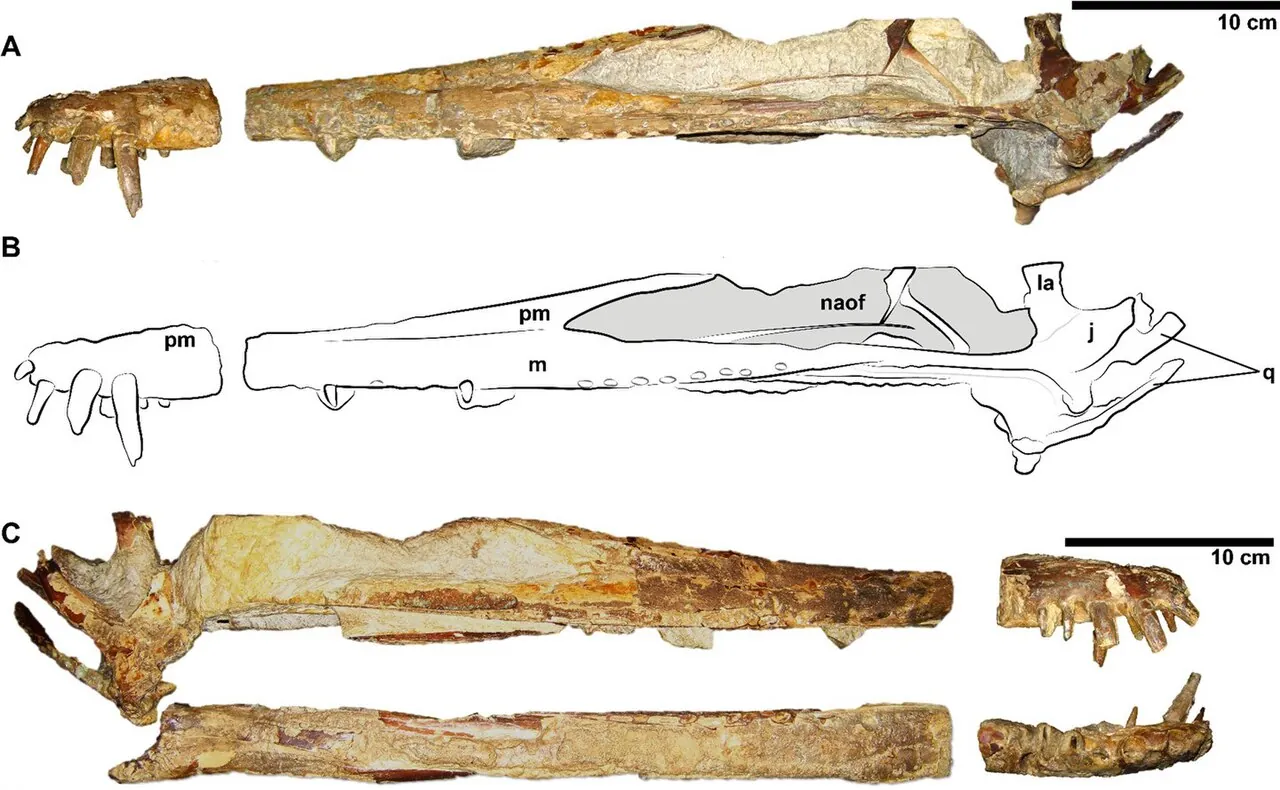 ซีราดักทิลัส (Cearadactylus)
