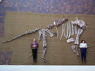 เซดารอซอรัส (Cedarosaurus)