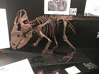 เซราซิโนปส์ (Cerasinops)