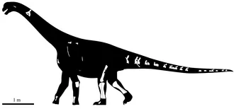 เซราโทคอดีอา (Ceratocaudia)