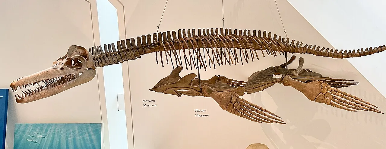 ไทรนาครอมีรัม (Ceraunosaurus)