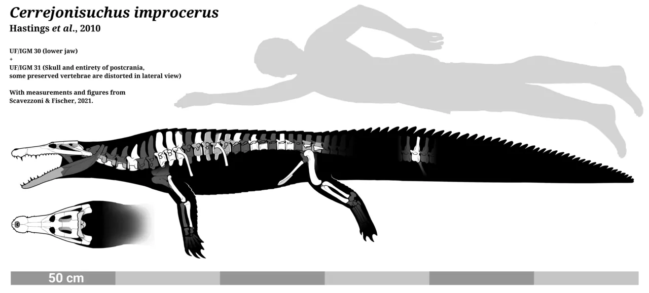 เซร์เรฮอนิซูคัส (Cerrejonisuchus)
