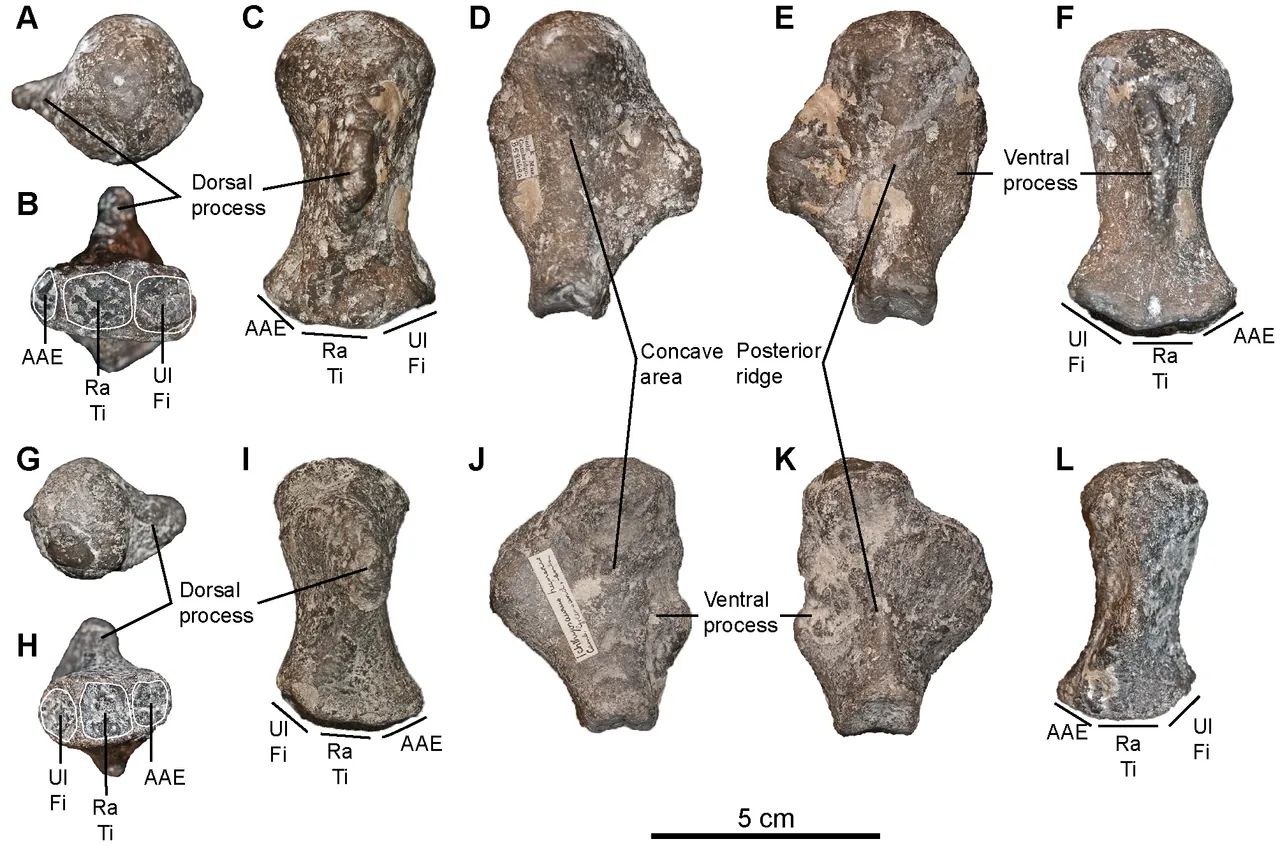 เซทาร์โทรซอรัส (Cetarthrosaurus)