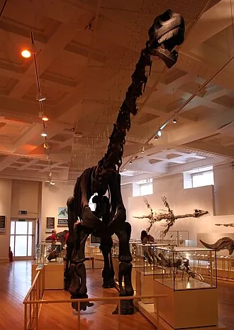 ซีทิโอซอรัส (Cetiosaurus)