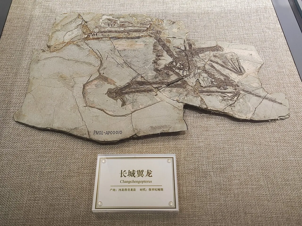 ฉางเฉิงออปเทอรัส (Changchengopterus)