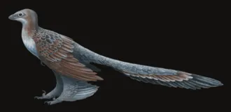 ฉางอวี่แรปเตอร์ (Changyuraptor)