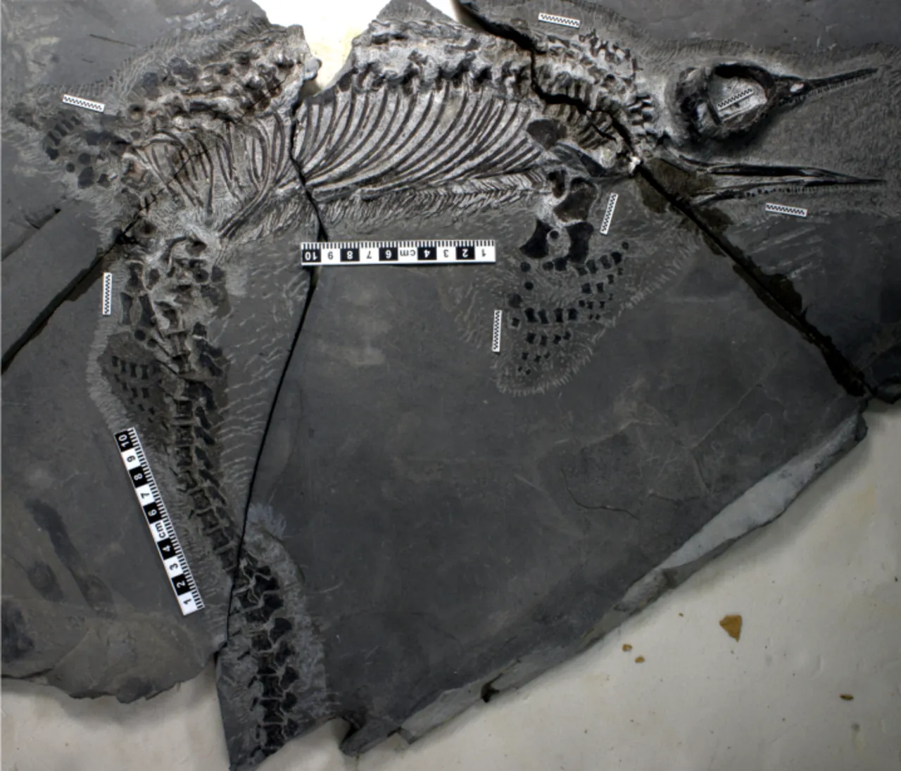 เฉาหูซอรัส (Chaohusaurus)