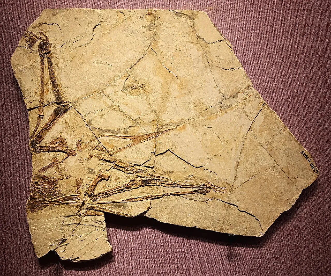เฉาหยางออปเทอรัส (Chaoyangopterus)