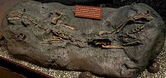 ชิเลซอรัส (Chilesaurus)