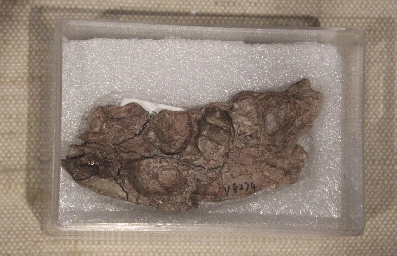 คิไมเอราซูคัส (Chimaerasuchus)