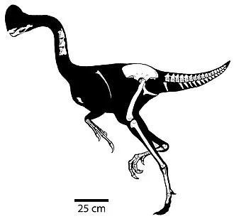 ไคโรสเตโนทีส (Chirostenotes)