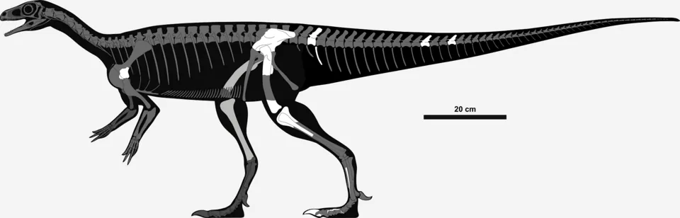 โครโมจิซอรัส (Chromogisaurus)