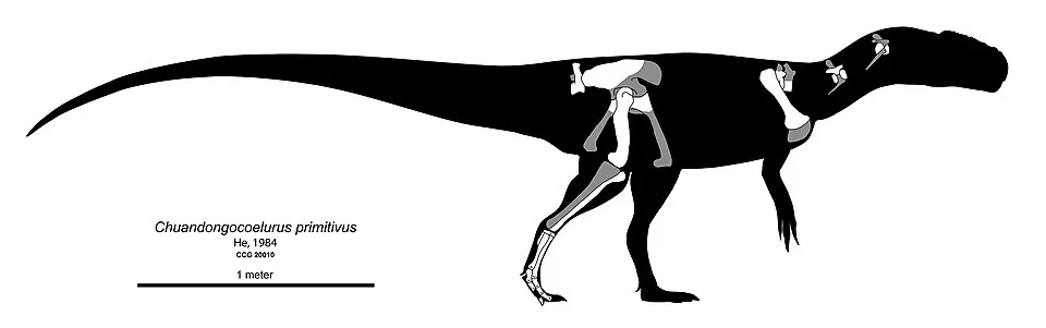 ชวนตงโกซีลูรัส (Chuandongocoelurus)
