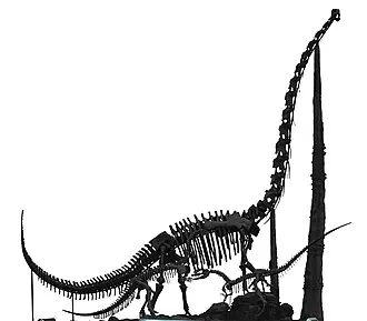 ชวนเจียซอรัส (Chuanjiesaurus)