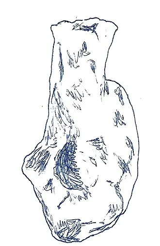 ชูบูติซอรัส (Chubutisaurus)