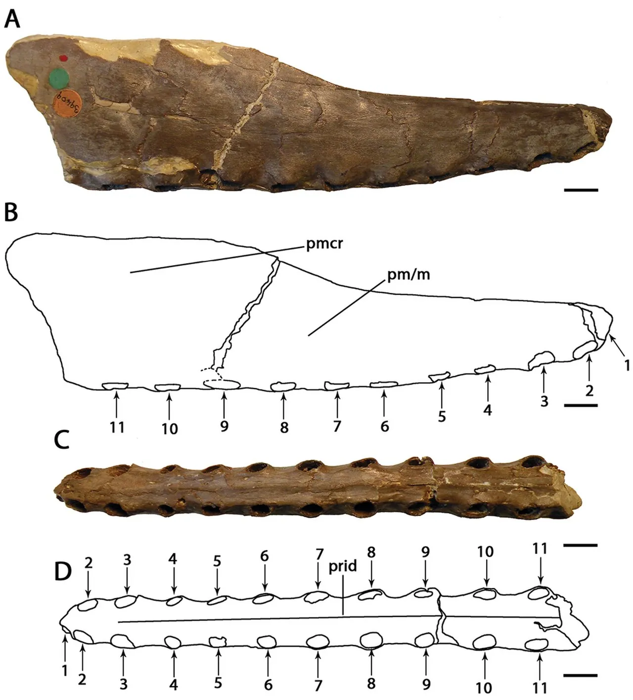 คิโมลิออปเทอรัส (Cimoliopterus)