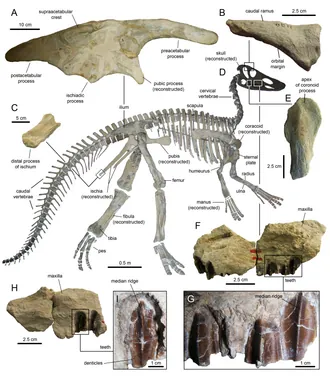 คลาวซอรัส (Claosaurus)