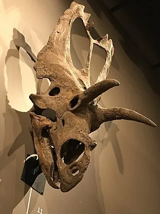 โคอาฮูอิลาเซราทอปส์ (Coahuilaceratops)