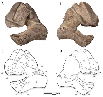 โคอาฮูลาซอรัส (Coahuilasaurus)